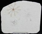 Floating Crinoid (Saccocoma) - Solnhofen Limestone #22456-1